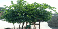 Diffa: Cas d’un arbre fruitier d’un bénéficiaire en stade de fructification
